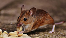 24 Hour & Emergency Exterminators in Yulee, FL